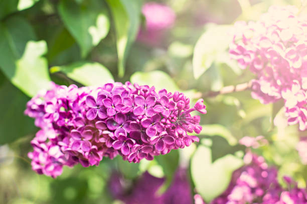 istock flowers of lilac tree at spring 914481650