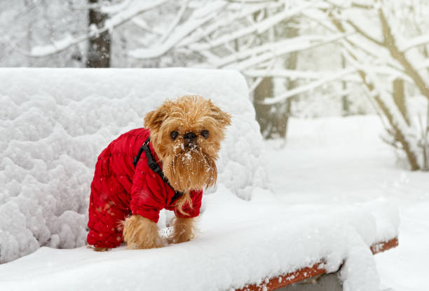 istock Winter walk in the Park 914481760