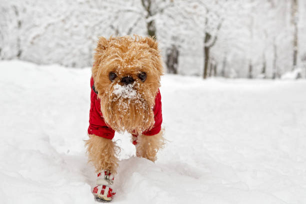 istock Winter walk in the Park 914481874