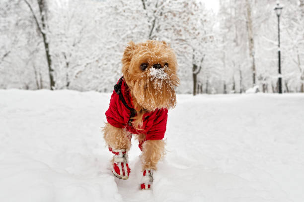 istock Winter walk in the Park 914481924