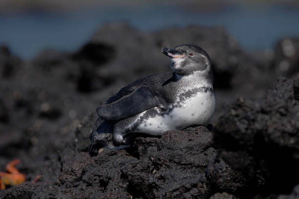 istock Galapagos penguin (Spheniscus mendiculus) on lava rock, Elizabeth Bay, Isabela, Galapagos Islands, Ecuador 914482012