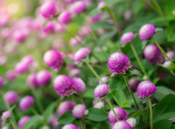 purple flower blooming, everlasting, gomphrena - globe amaranth imagens e fotografias de stock