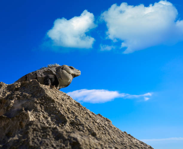 Mexican iguana in Tulum with Caribbean sea of Riviera Maya Mexico