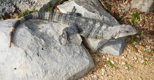 istock Mexican iguana in Tulum in Riviera Maya 914482120