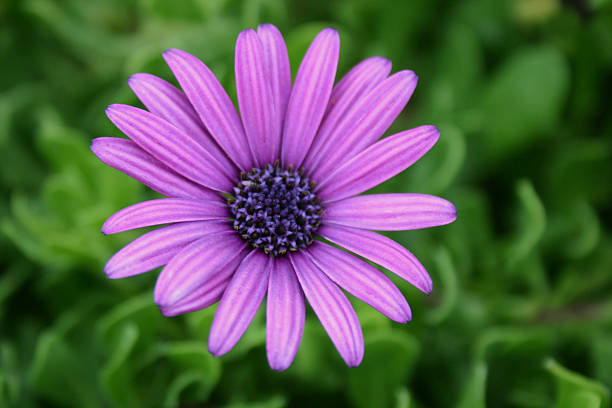 Crisp purple daisy on vibrant green leafy background stock photo