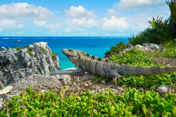 istock Mexican iguana in Tulum in Riviera Maya 914482502