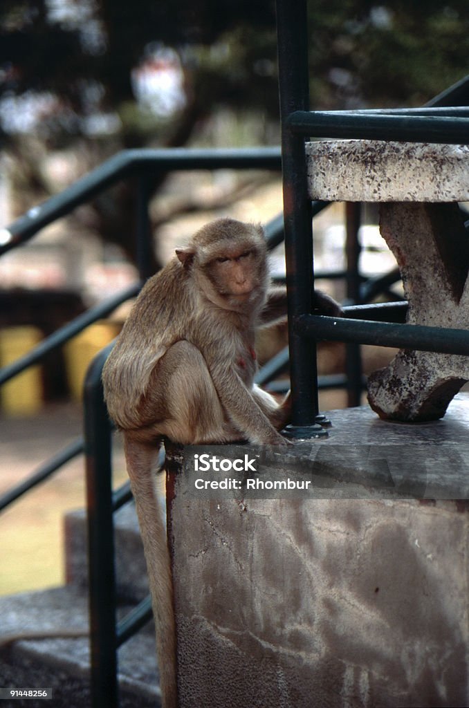 Ape im thailändischen Stadt Lop Buri - Lizenzfrei Affe Stock-Foto