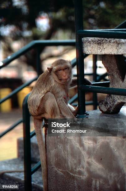 Ape Im Thailändischen Stadt Lop Buri Stockfoto und mehr Bilder von Affe - Affe, Altstadt, Asien