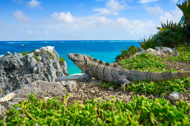 Mexican iguana in Tulum with Caribbean sea of Riviera Maya Mexico