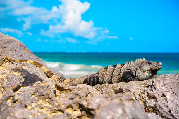 istock Mexican iguana in Tulum in Riviera Maya 914482708