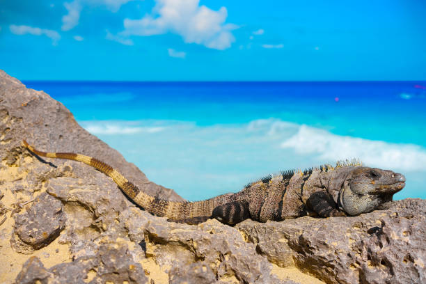 istock Mexican iguana in Tulum in Riviera Maya 914482766