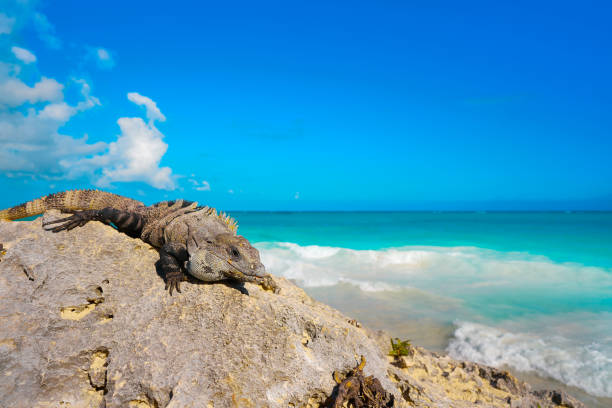 istock Mexican iguana in Tulum in Riviera Maya 914483072
