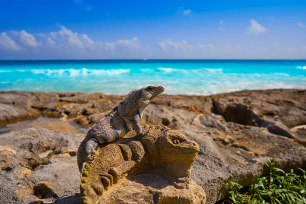 Mexican iguana over sculpture in Riviera Maya of Mayan Mexico