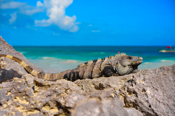 istock Mexican iguana in Tulum in Riviera Maya 914484910