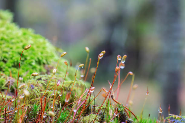 istock Closeup of Moss with dew drops 914484940