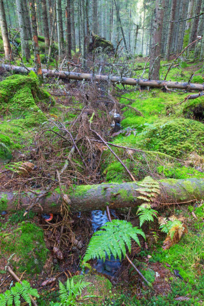istock Fallen trees across the creek in the woods 914485106