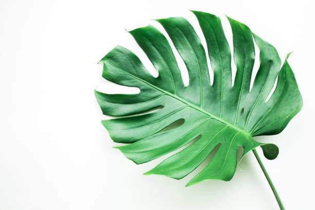 istock Real monstera leaves on white background.Tropical,botanical nature concepts ideas.flat lay. 914485586