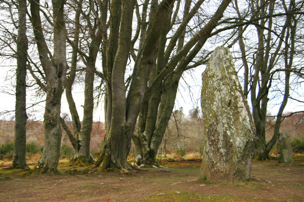 Clava Cairns Standing Stone amidst Trees stock photo