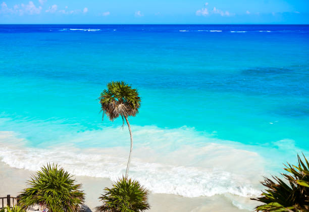 istock Tulum turquoise beach  palm tree in Riviera Maya at Mayan 914486382