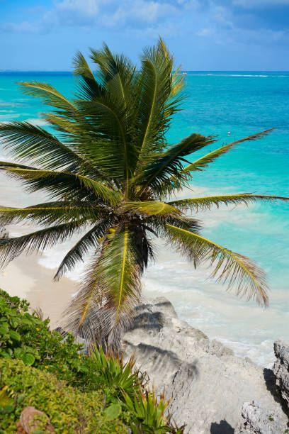 istock Tulum turquoise beach  palm tree in Riviera Maya at Mayan 914486536