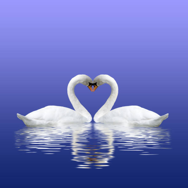 istock Image of two swans on a river closeup 914486668