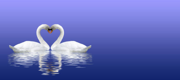 istock Image of two swans on a river closeup 914486672