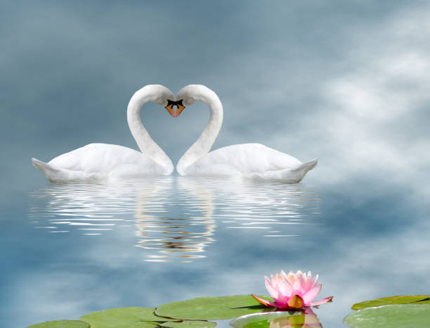 istock Image of two swans on a river closeup 914486684