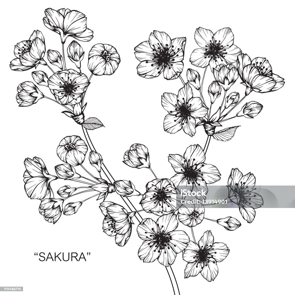 Ilustración de Sakura Dibujo De La Flor De Cerezo y más Vectores Libres de  Derechos de Buqué - Buqué, Diseño de trazado, Arabesco - Diseño - iStock