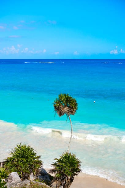 istock Tulum turquoise beach  palm tree in Riviera Maya at Mayan 914486858