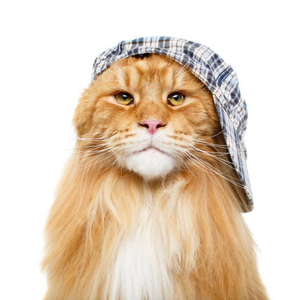 istock beautiful maine coon cat in hat 914487282