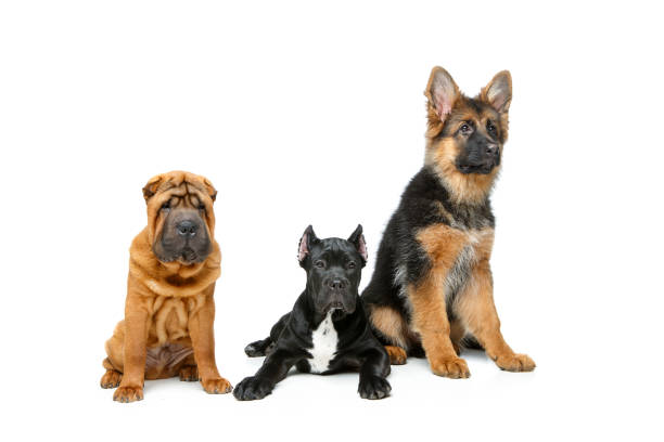 istock beautiful three puppy dogs 914487642