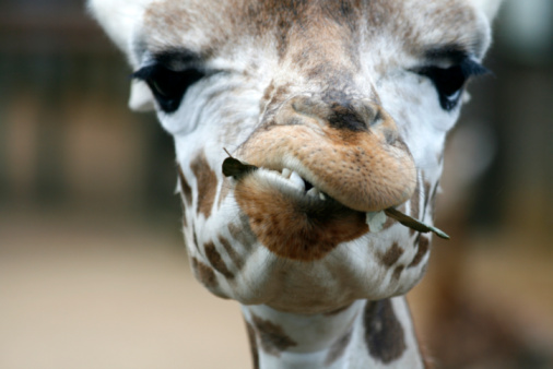 Giraffe's head looks at us against tree background