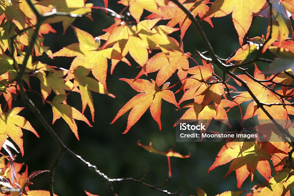 Sheffield Park-Garten in East Sussex, England - Lizenzfrei Blatt - Pflanzenbestandteile Stock-Foto