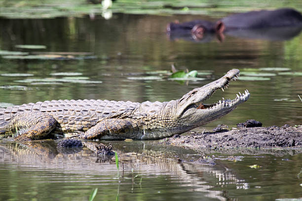 crocodilo do nilo in kruger park, áfrica do sul - transvaal - fotografias e filmes do acervo