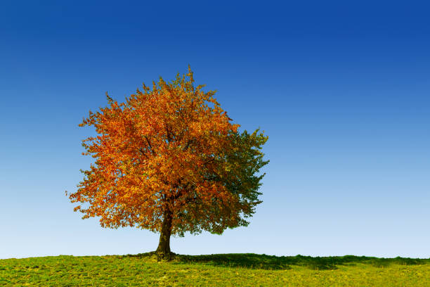 istock Autumn trees in Transylvania 914489906