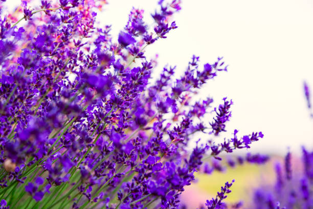 istock Lavender field in Tihany, Hungary 914489996
