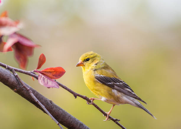 maschio cardellino americano arroccato su ramo - american goldfinch gold finch bird branch foto e immagini stock