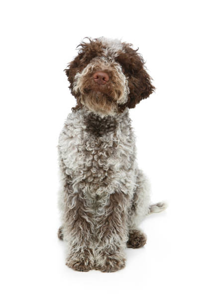 istock beautiful brown fluffy puppy 914490598