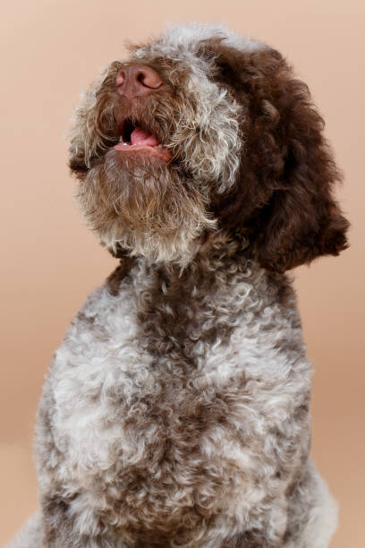 istock beautiful brown fluffy puppy 914491082