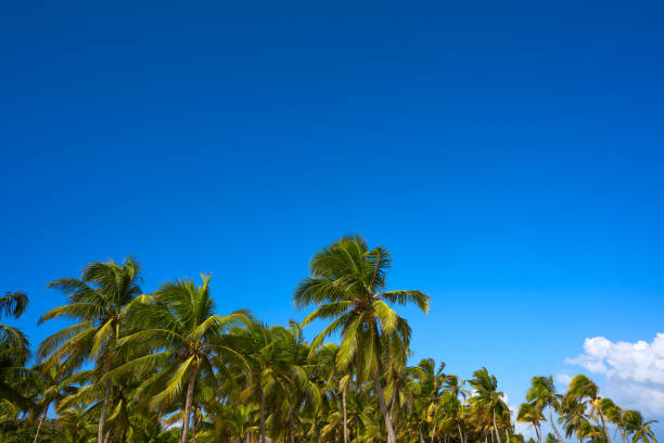 Tulum palm trees jungle on the beach at Mayan Riviera of Mexico