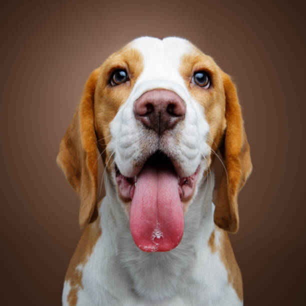 istock beautiful beagle dog girl 914493782