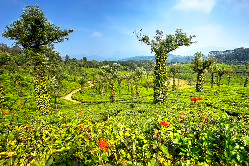 Tea plantations in the Valparai forest, Tamil Nadu district, India