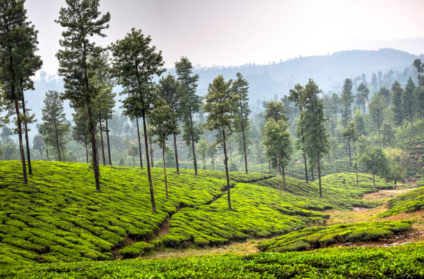 istock Tea plantations in Valparai, India 914494686