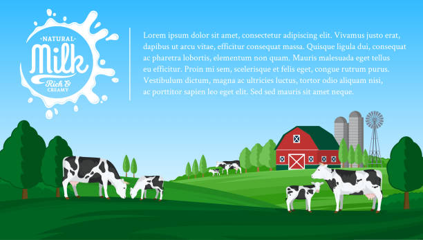 Vector milk illustration Vector milk illustration with milk splash. Summer rural landscape with cows, calves and farm. cow stock illustrations