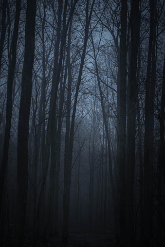 dark foggy forest in twilight
