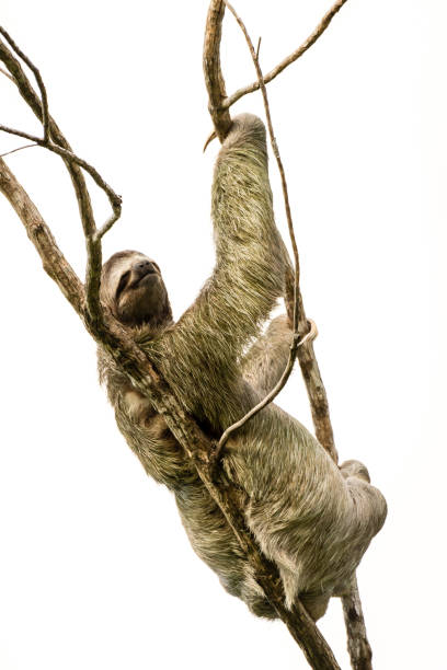 A two toed sloth holds its offspring while sitting in a tree in Costa Rica.