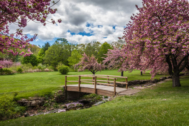 istock Pink cherry trees drape gracefully near a wooden footbridge 914503884