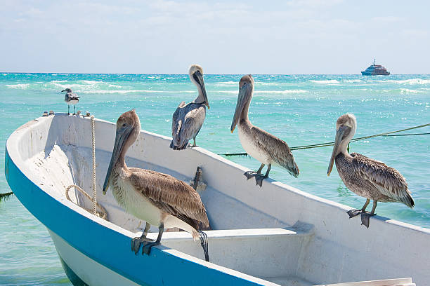 Pelicans At Playa Del Carmen Mexico Stock Photo - Download Image Now - Playa  Del Carmen, Animal, Animal Wildlife - iStock