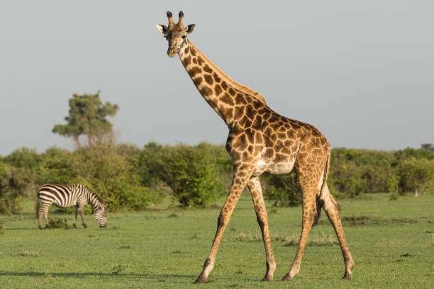 istock giraffe walking on the savannah 914504072
