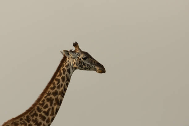 istock closeup of a giraffe 914504120
